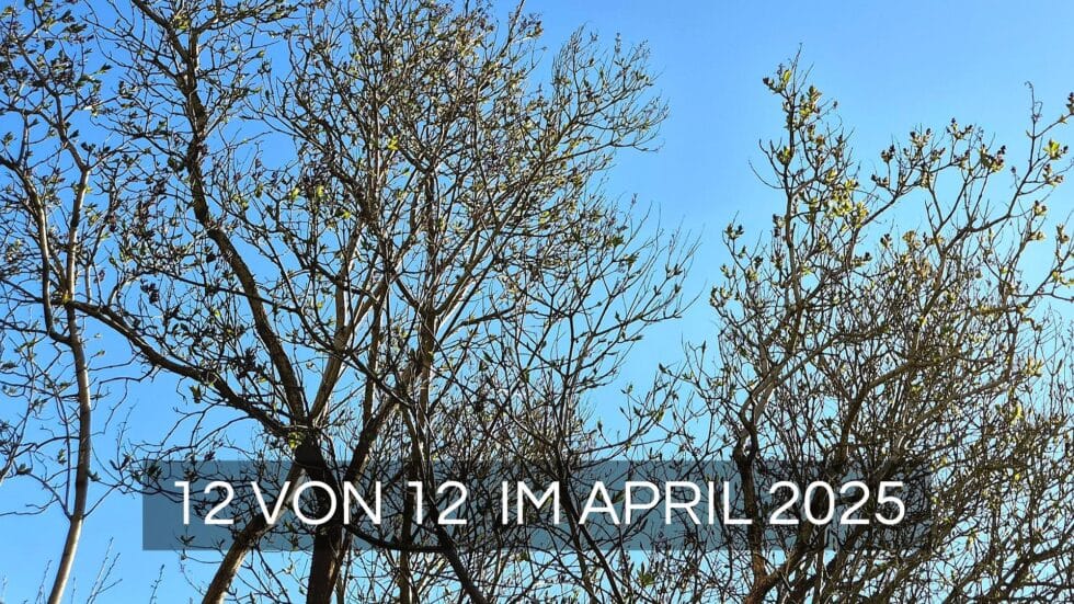 Flieder vor blauem Himmel