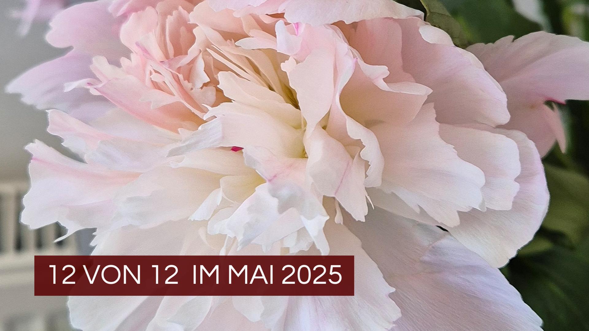 Rosa Blüte mit Text 12 von 12 im Mai 2025